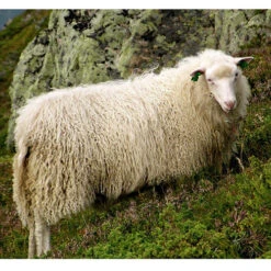 Rauma Ryegarn Norwegian Rug Yarn -Textile Supply Store Spaelsau Sheep 25752.1566753192