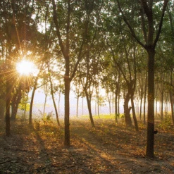 Saddle Seat Stool -Textile Supply Store rubber plantation 00883.1543861201