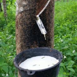 Saddle Seat Stool -Textile Supply Store rubber tree tapping square 11105.1543861201